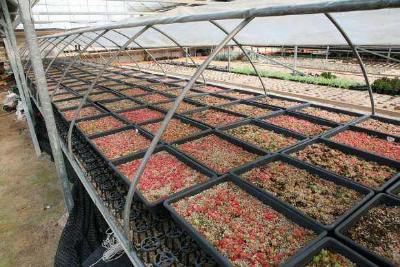 为什么韩国多肉起步比中国晚