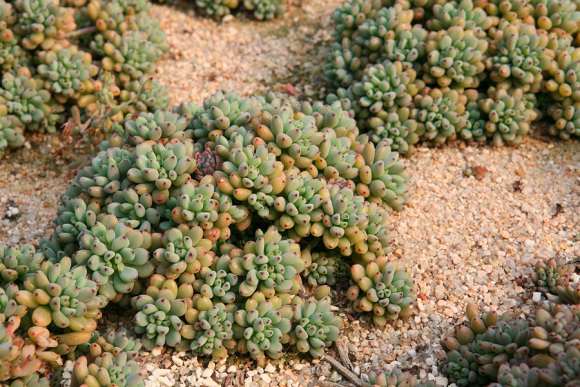 为什么韩国多肉起步比中国晚