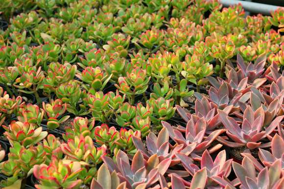 韩国的多肉就买几棵能带回上海么