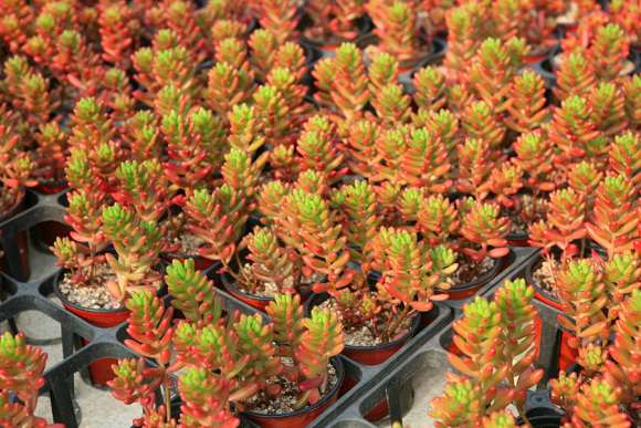 韩国的多肉就买几棵能带回上海么