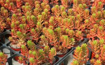 怎样让多肉肥而且状态品相好 图片