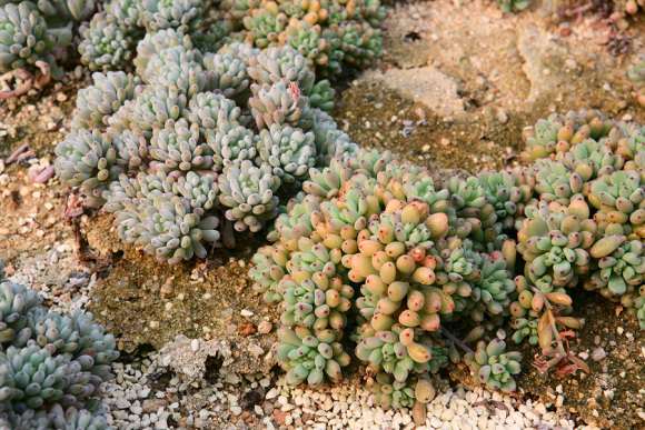 韩国多肉作为有这么多老桩