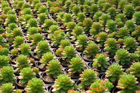 韩国多肉作为有这么多老桩