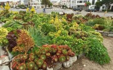 我想去多肉大棚工作 有老板要招吗