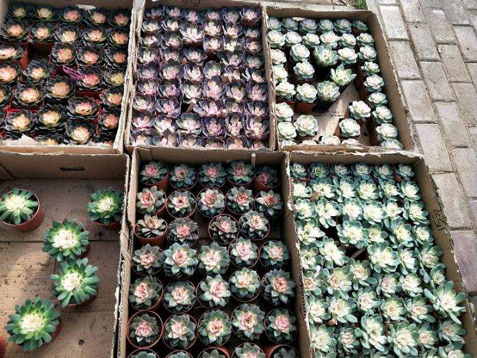 到大棚购买多肉 没想到都是打药了