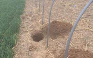 看我时怎么搭建多肉大棚的 图片