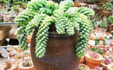 上海多肉大棚地址在哪里 谁知道 图片