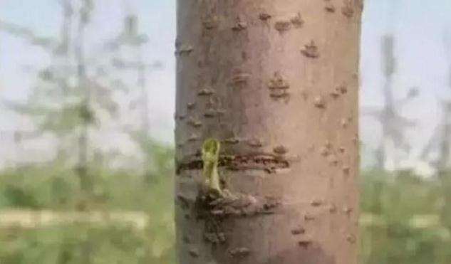 金弹子下山桩怎么逼芽