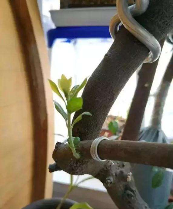 金弹子下山桩怎么逼芽