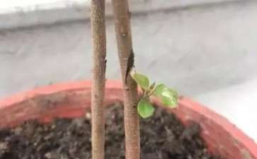 金弹子下山桩怎么逼芽的方法 图片