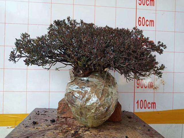 哪些下山桩可以不用带土球下山吗