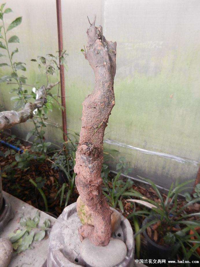 金弹子下山桩栽死