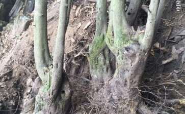 金弹子下山桩栽死的7个原因