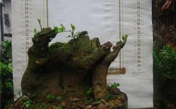 金弹子下山桩出芽后该怎样养的方法