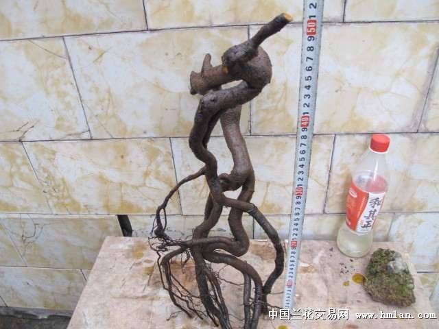 金弹子下山桩怎么栽活