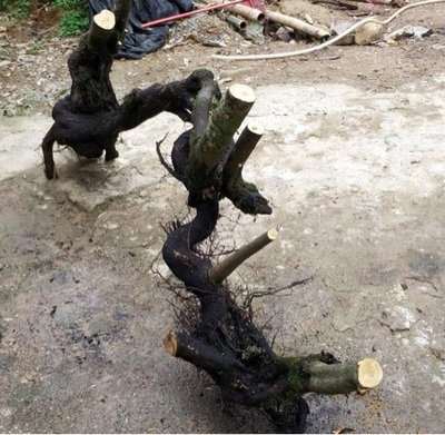 金弹子下山桩怎么栽活