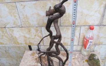 金弹子下山桩怎么栽活的方法 图片