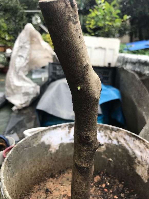 金弹子下山桩怎么缠膜的方法
