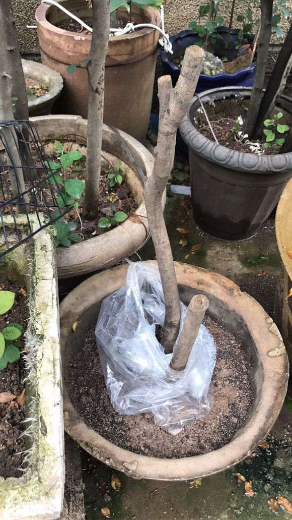 金弹子下山桩怎么缠膜的方法