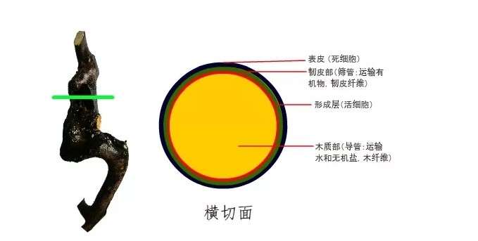 金弹子下山桩怎么生长的过程