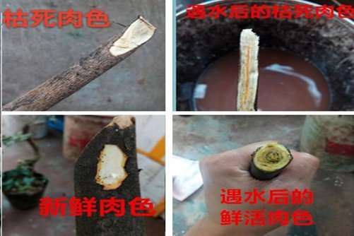 金弹子下山桩怎么生根种植