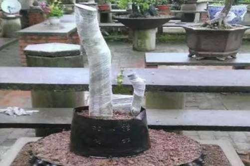 金弹子下山桩怎么生根种植