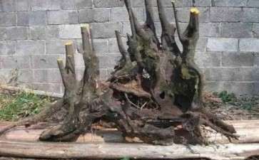 金弹子下山桩老桩怎么培育的3个方法