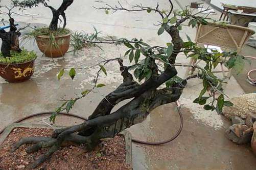 怎样获取金弹子下山桩