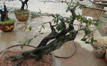 怎样获取金弹子下山桩苗的方法 图片