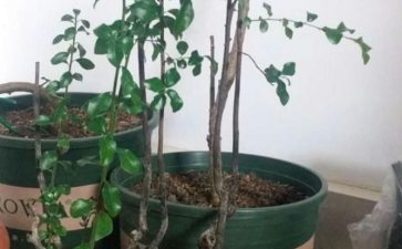 金弹子下山桩桩材的3点剖析 图片