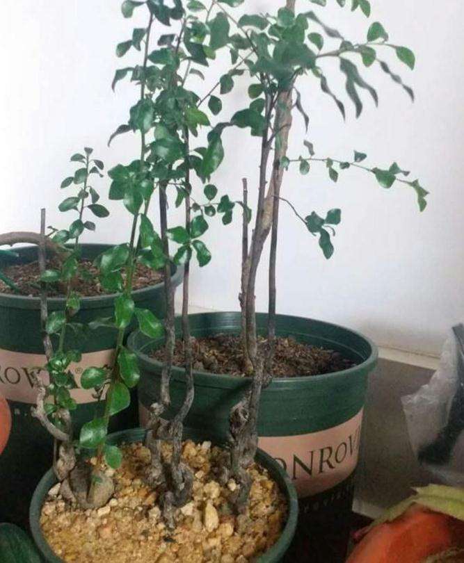 金弹子下山桩桩材