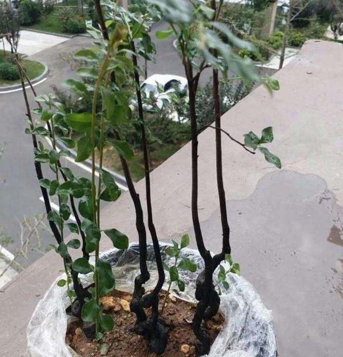 金弹子下山桩桩材