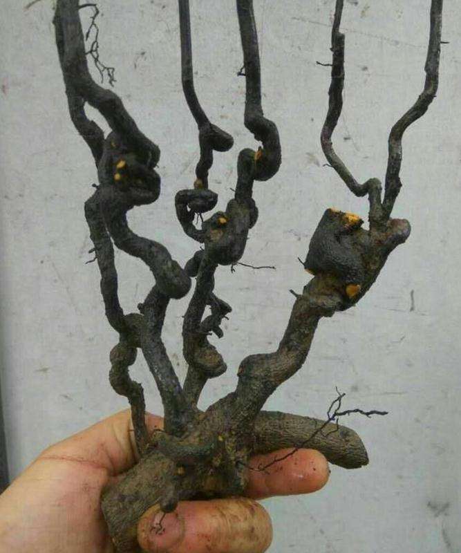 金弹子下山桩桩材