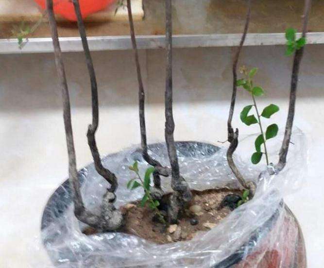 金弹子下山桩桩材