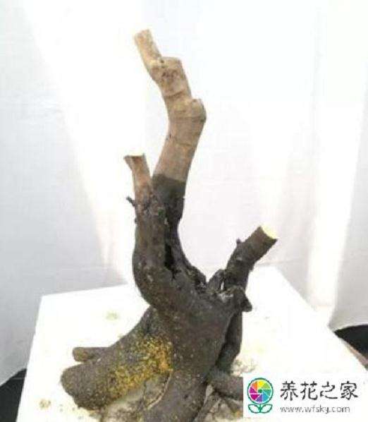 金弹子下山桩怎么用河沙栽培