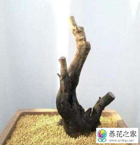 金弹子下山桩怎么用河沙栽培