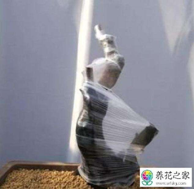 金弹子下山桩怎么用河沙栽培