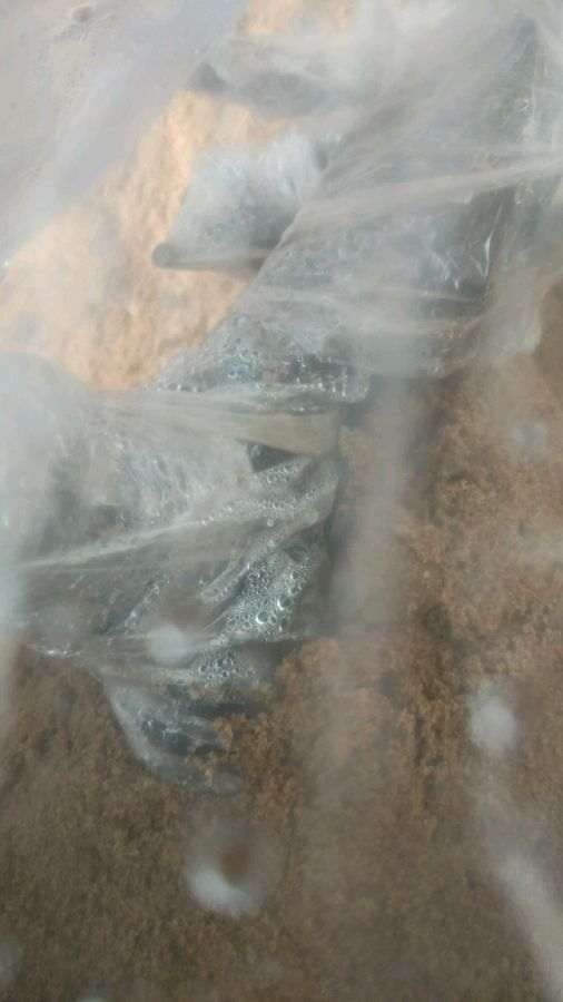 金弹子下山桩在室内培养多久发芽