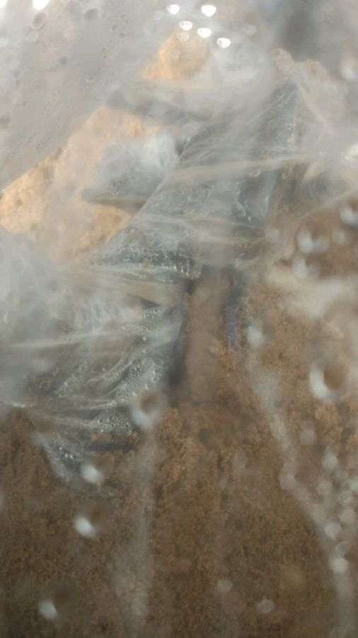 金弹子下山桩在室内培养多久发芽