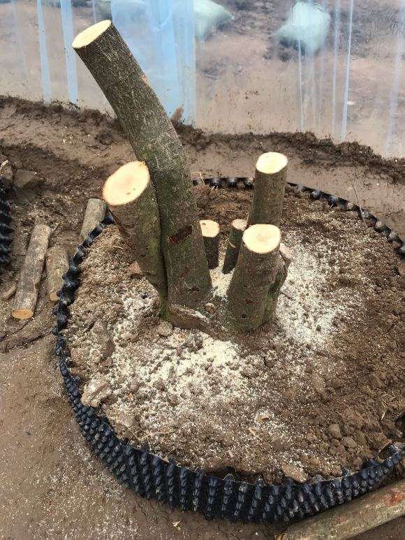 腊梅下山桩生桩这样修剪行吗