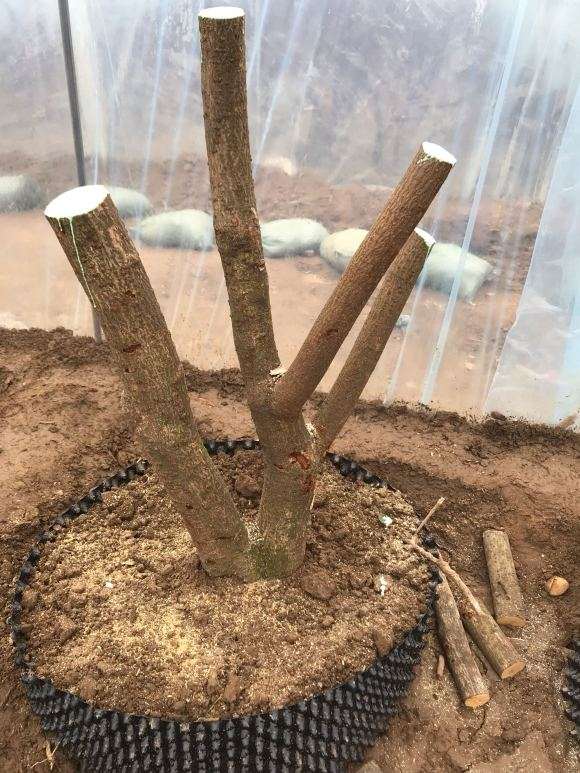 腊梅下山桩生桩这样修剪行吗