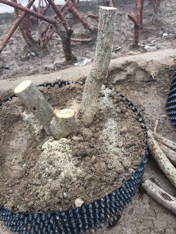 腊梅下山桩生桩这样修剪行吗