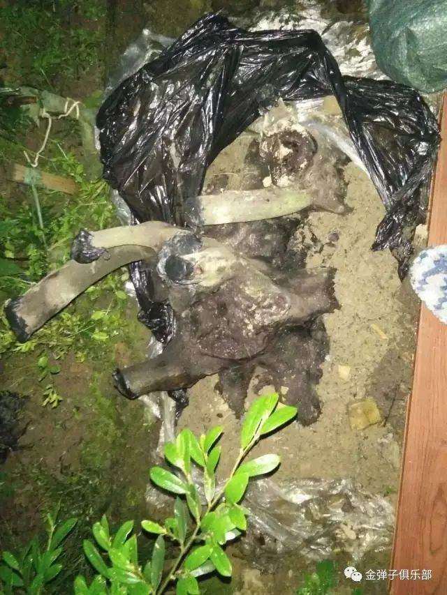 再论下山桩生桩怎么轻栽养活的方法