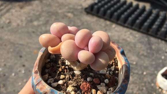 20亩地的多肉大棚