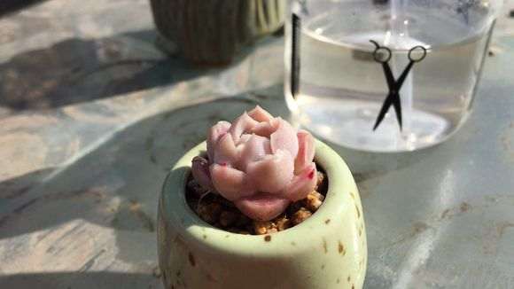 20亩地的多肉大棚