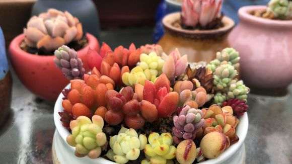 20亩地的多肉大棚