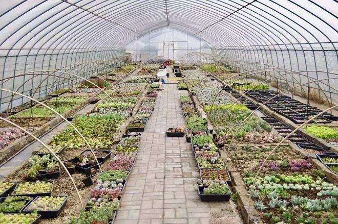 投资搭建多肉大棚 赚钱吗