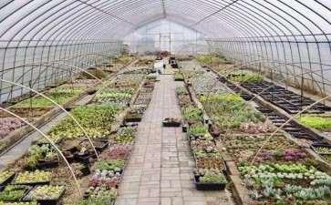 投资搭建多肉大棚 赚钱吗 可以吗