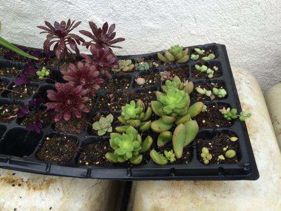 桂林第1家多肉大棚地址在哪里 图片