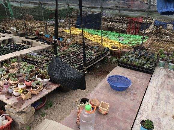 桂林第2个多肉大棚
